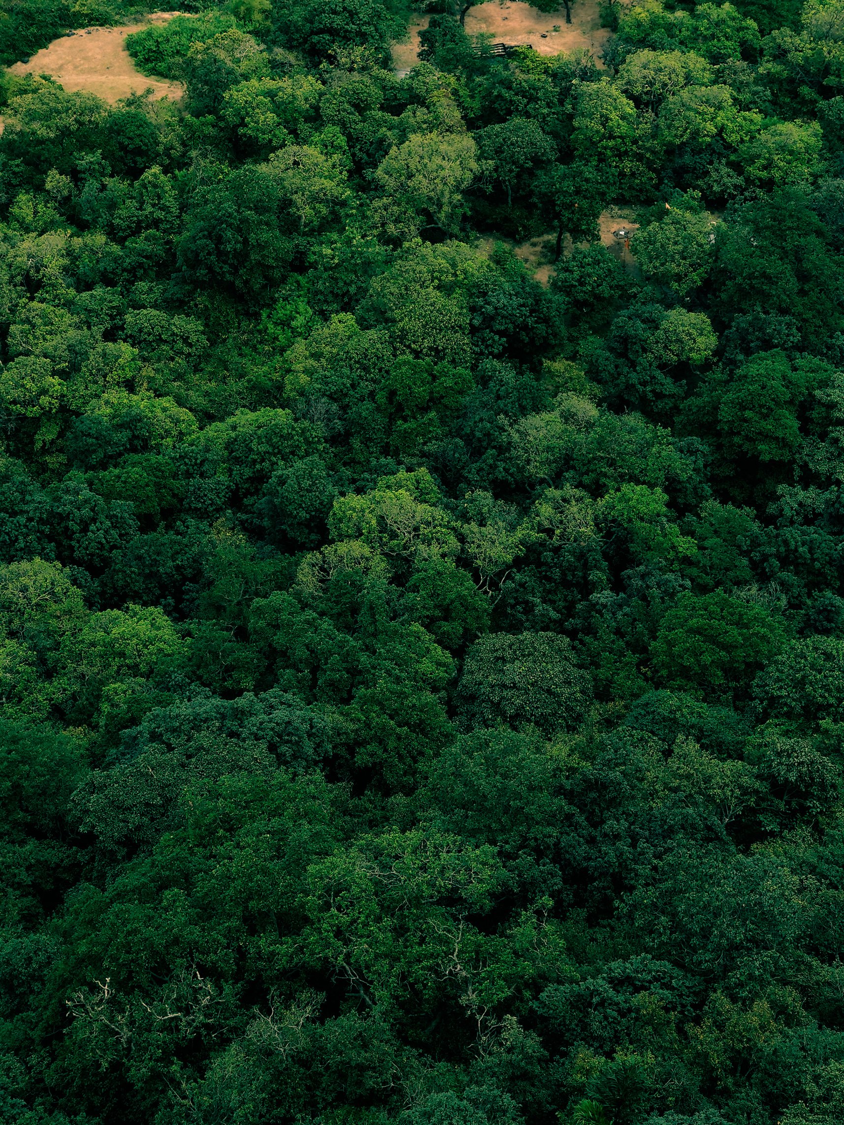 Aerial View of Green Tree