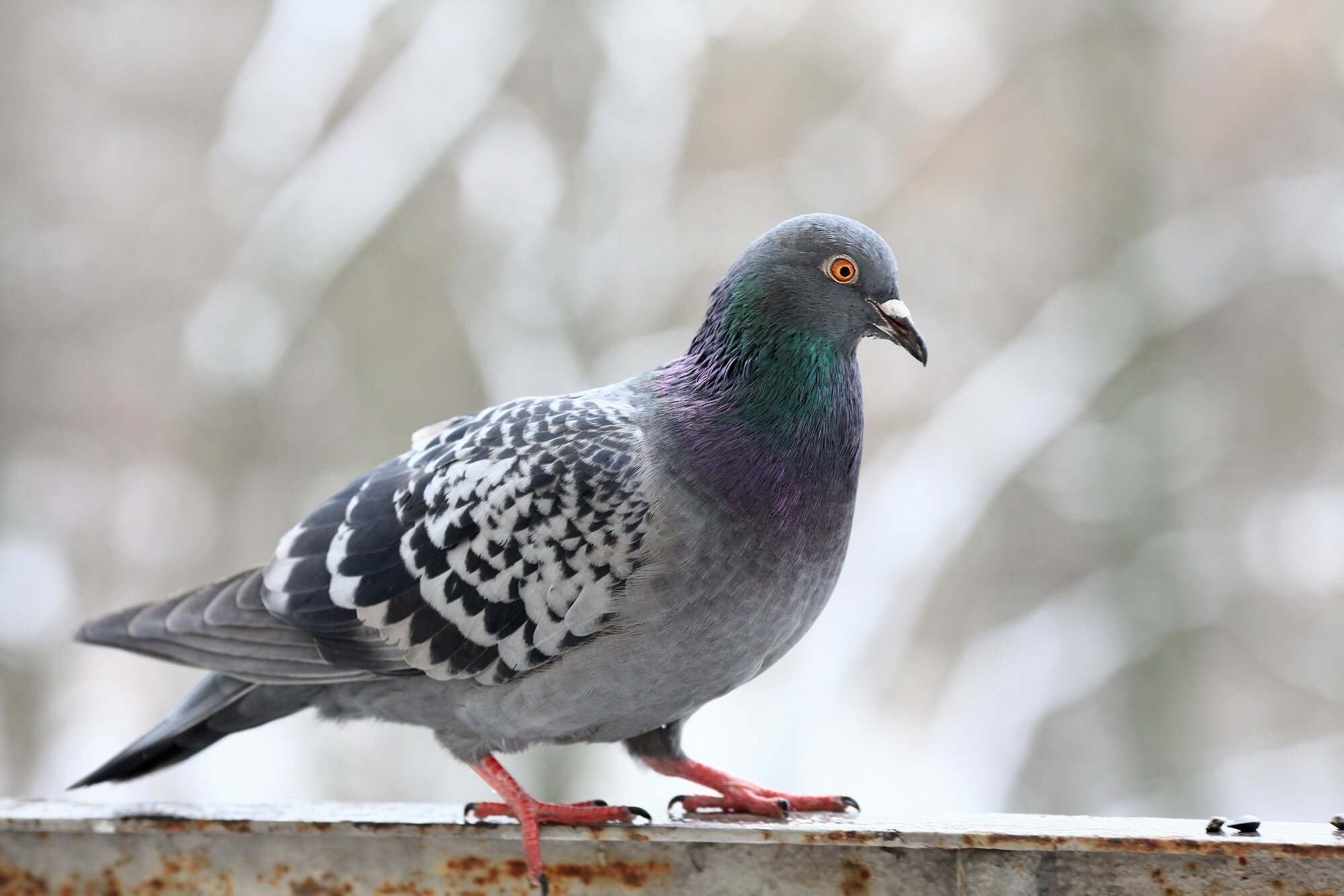 Pigeon 