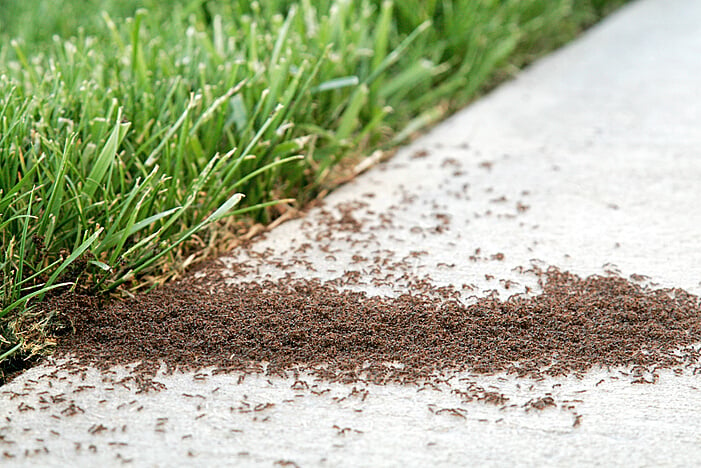 Ant Infestation Pest Control